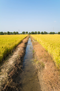 田園風(fēng)光