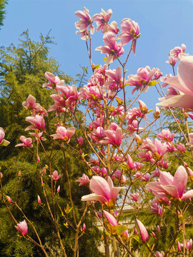 玉蘭花