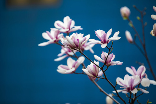 春天的寵兒