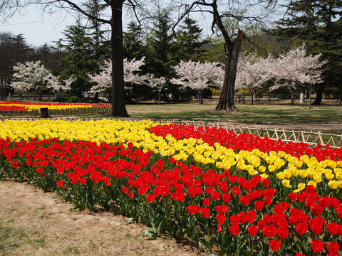 春天的青島中山公園