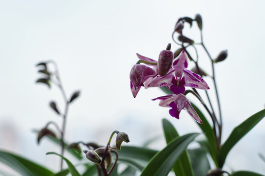 石斛蘭花