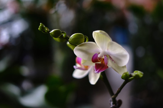 蝴蝶蘭花
