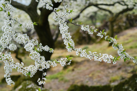 李子花