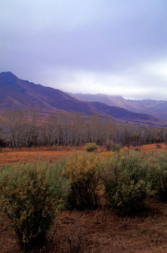 山林
