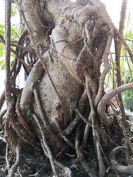 老樹根