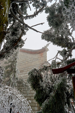 松樹積雪