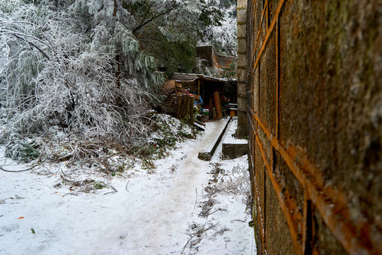 松樹積雪