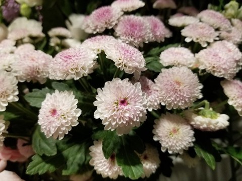 菊花