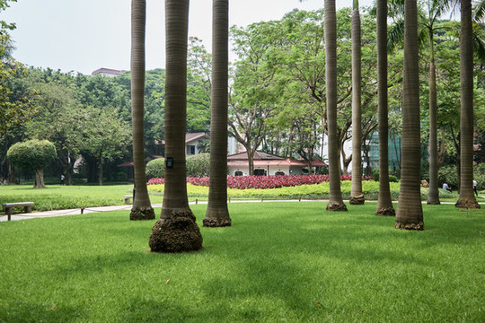 公園樹林休閑生活