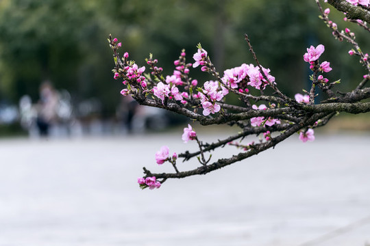 盛開的桃花