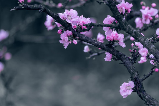 美麗的粉色碧桃花