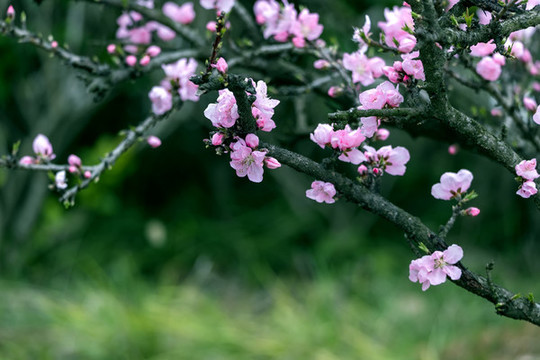 老枝桃花開(kāi)