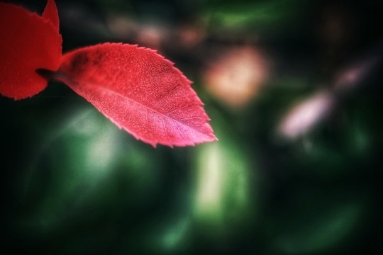 灌木