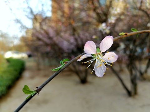 桃花素材