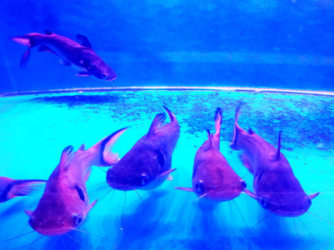 熱帶魚(yú)