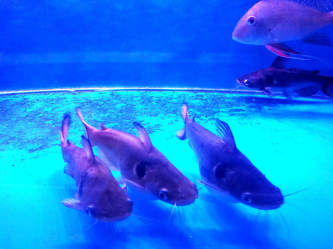魚池
