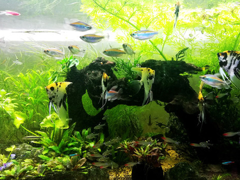 觀賞魚