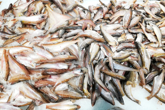 海魚素材
