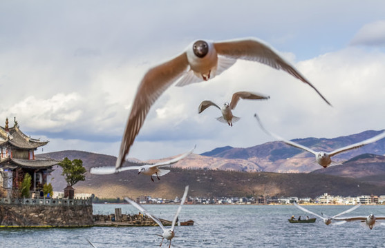 洱海海鷗