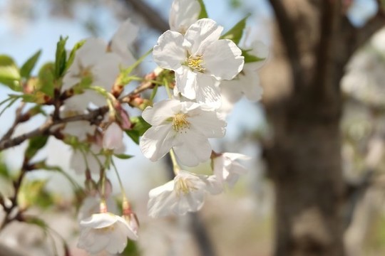 櫻花