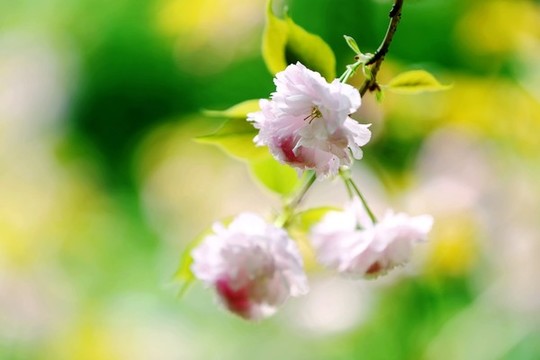特寫櫻花