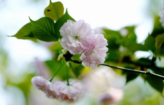 特寫櫻花
