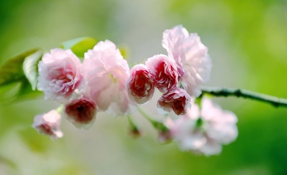 特寫櫻花