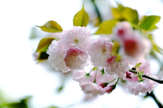 特寫櫻花