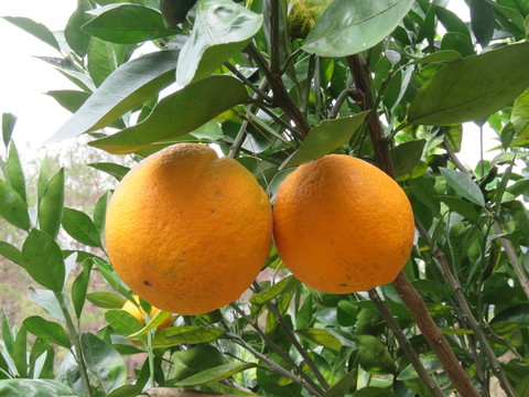 大橙子