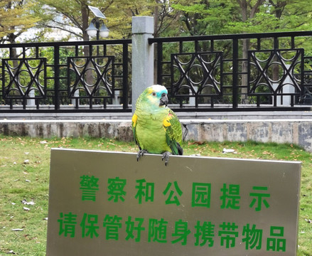 虎皮鸚鵡