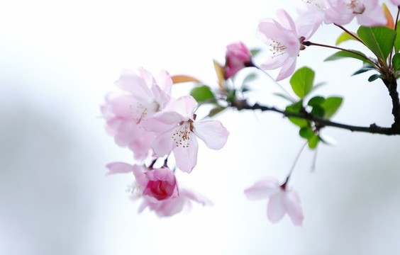 特寫垂絲海棠