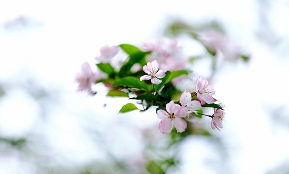 特寫垂絲海棠