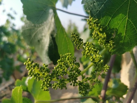 葡萄開花結(jié)果