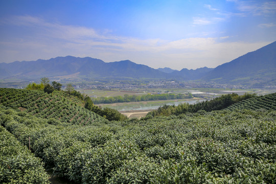 安徽旌德空中茶園