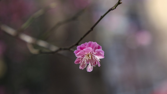 紅色梅花特寫