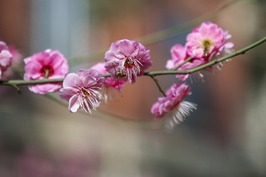 紅色梅花特寫