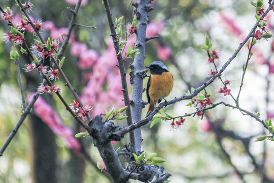 春天的花與鳥兒