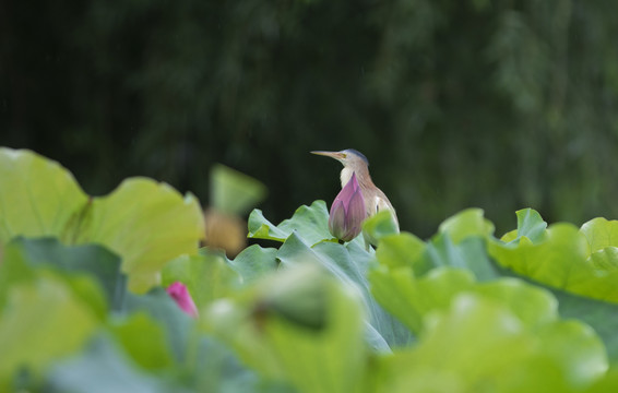 荷花塘與小鳥(niǎo)
