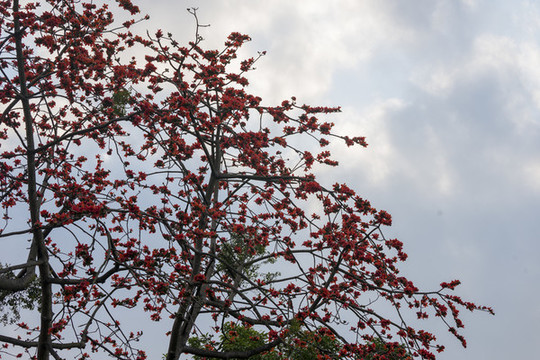 紅棉樹