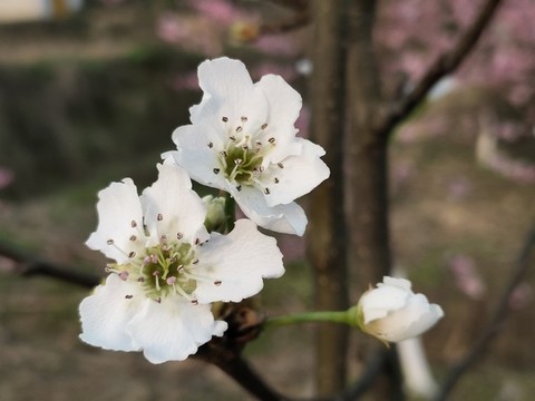 梨子花