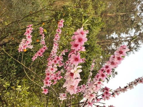 桃花朵朵開