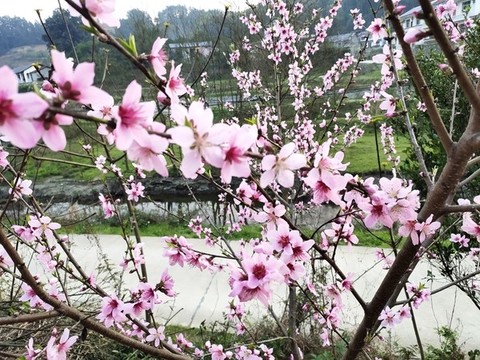 桃花開