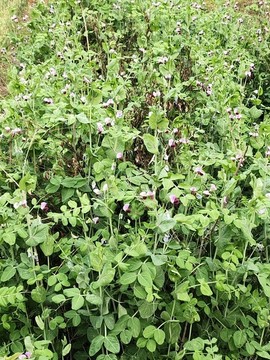碗豆開花