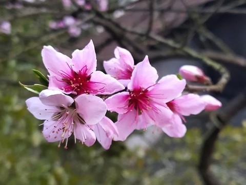 桃花