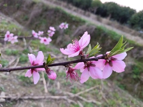 桃花枝葉
