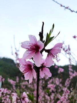 桃花開