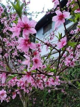 桃花朵朵開