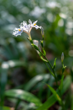 水仙花