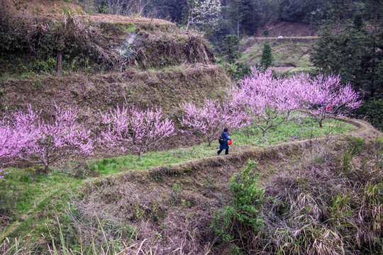 桃花樹8