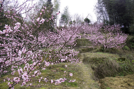 桃花樹9